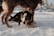 A sled dog with striking blue eyes rests on the snowy ground, looking directly at the camera. The image captures the dog harnessed and part of a sled team commonly used in snowy, cold environments. The surrounding snow and the dog's fur indicate a winter setting.