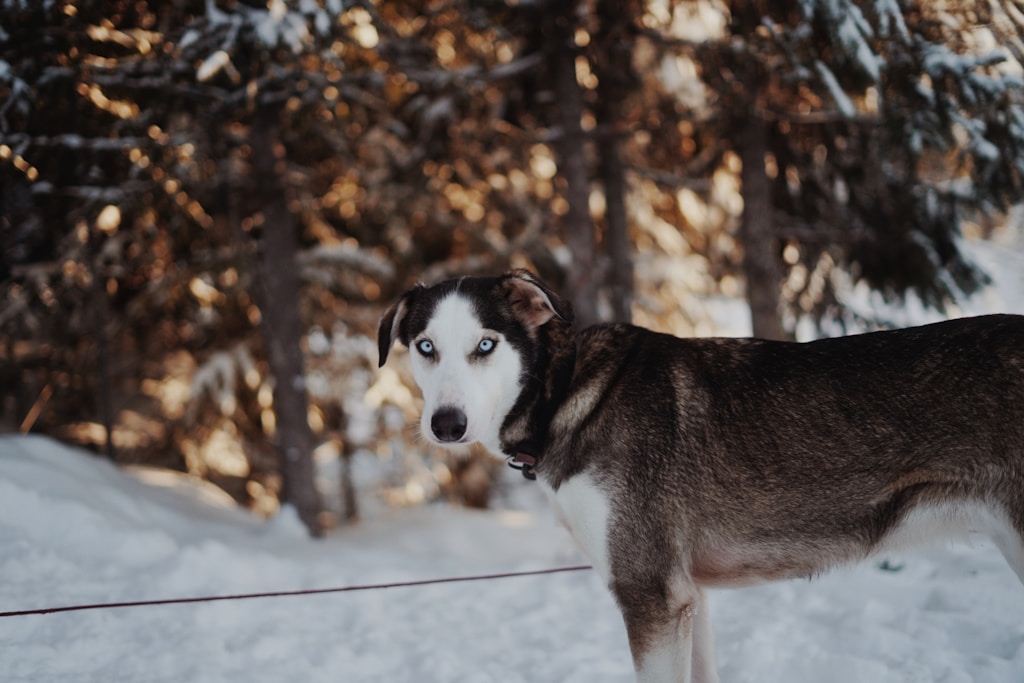 Blue-Eyed Husky Puppy