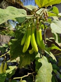 A bunch of deep purple eggplants hanging on the vine in sunlight
