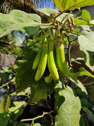 A bunch of deep purple eggplants hanging on the vine in sunlight
