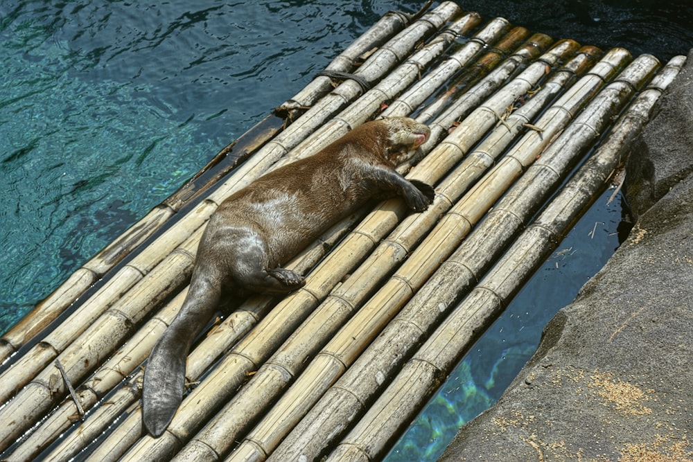 a seal laying on top of a bamboo raft