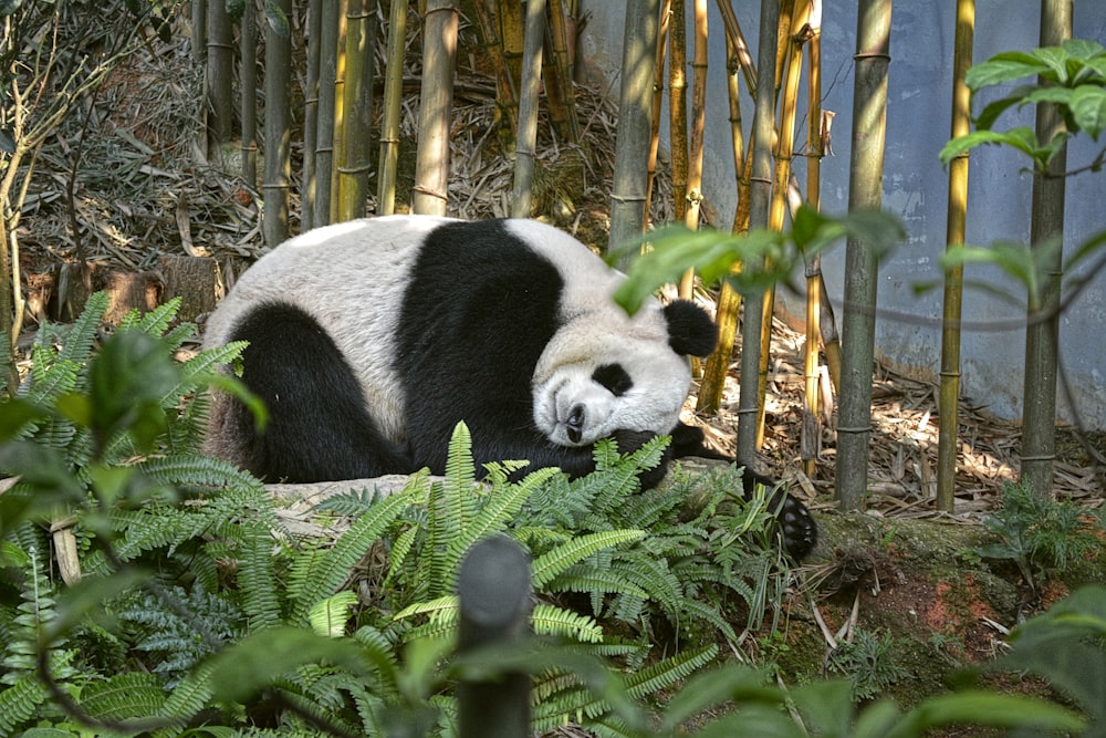 a panda bear is laying down in the grass