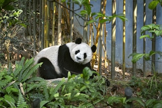 a panda bear sitting in the grass near a bamboo fence