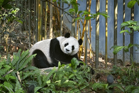 a panda bear sitting in the grass near a bamboo fence