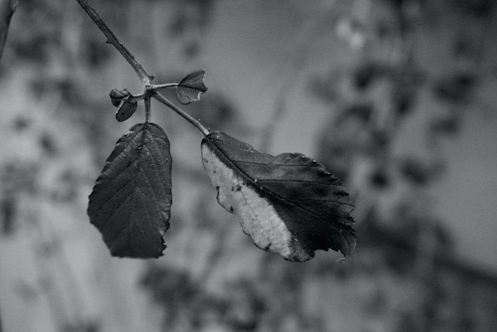 a black and white photo of a leaf on a branch