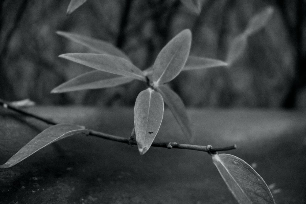 a black and white photo of a branch with leaves