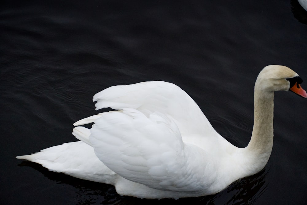 a white swan floating on top of a body of water