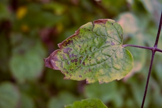 Close-up of a plant leaf showing disease symptoms highlighted by AI.