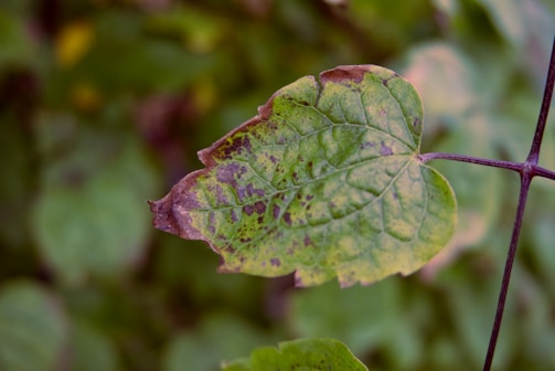 Close-up of a plant leaf showing disease symptoms highlighted by AI.