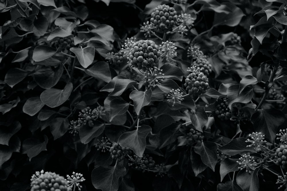 a black and white photo of leaves and flowers
