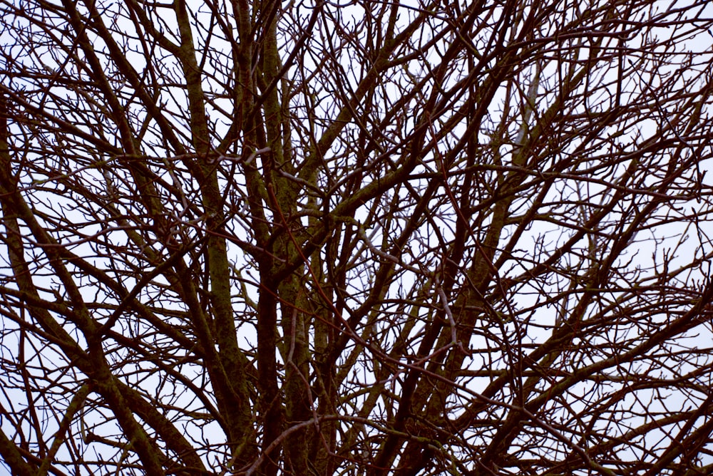 a bird is perched in a bare tree