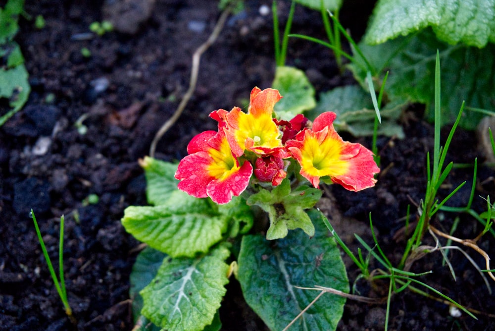 a red and yellow flower with green leaves