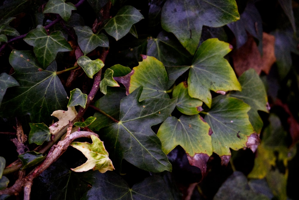 a close up of a plant with leaves on it