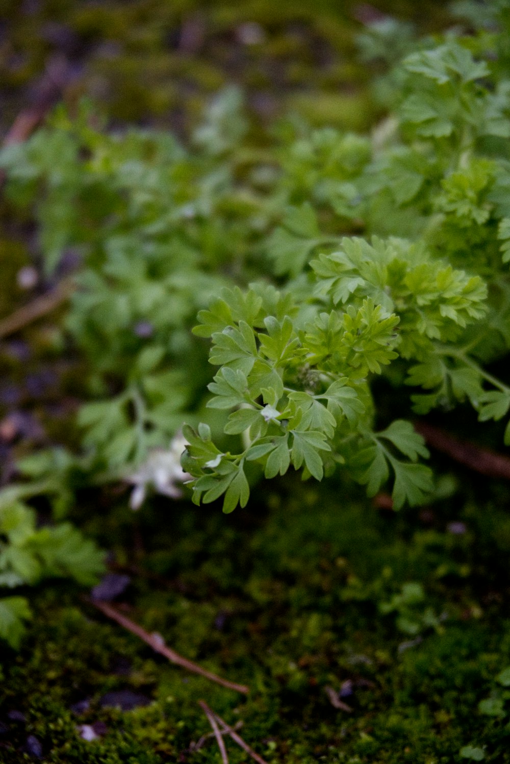 a close up of a plant on the ground