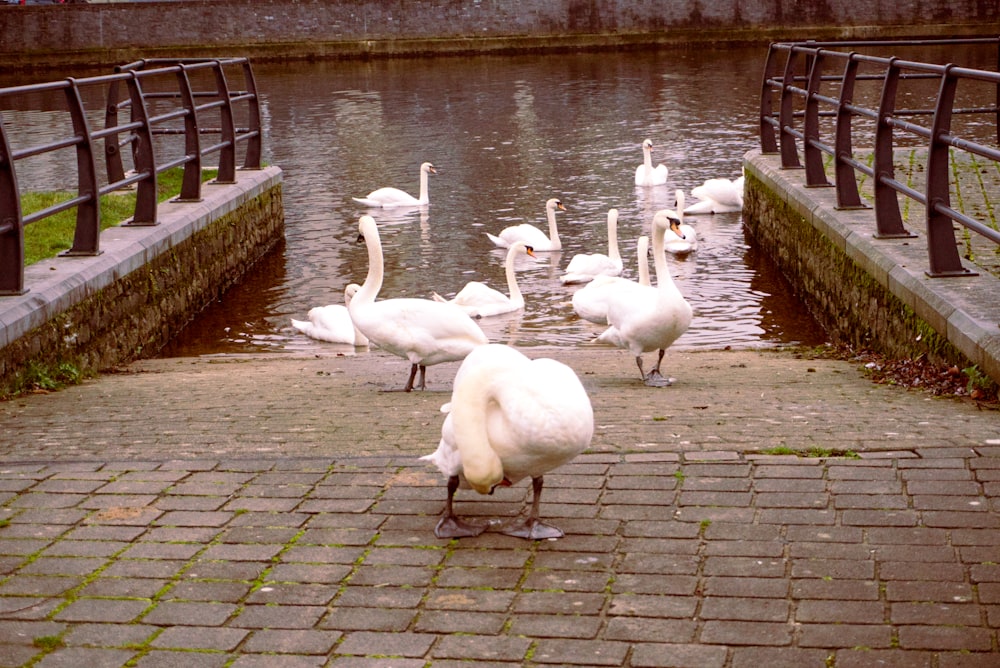 a flock of swans standing on top of a river