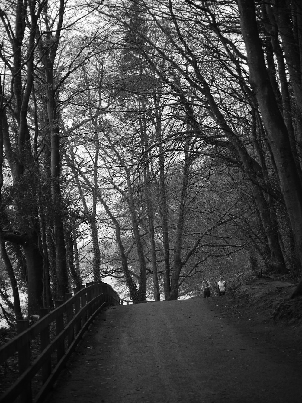 a black and white photo of a path in the woods