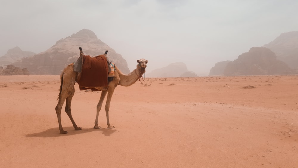 a camel standing in the middle of a desert