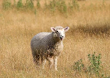 A close-up of a healthy white sheep standing in a sunlit Somali pasture.