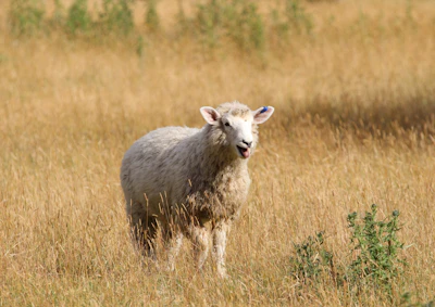 A close-up of a healthy white sheep standing in a sunlit Somali pasture.