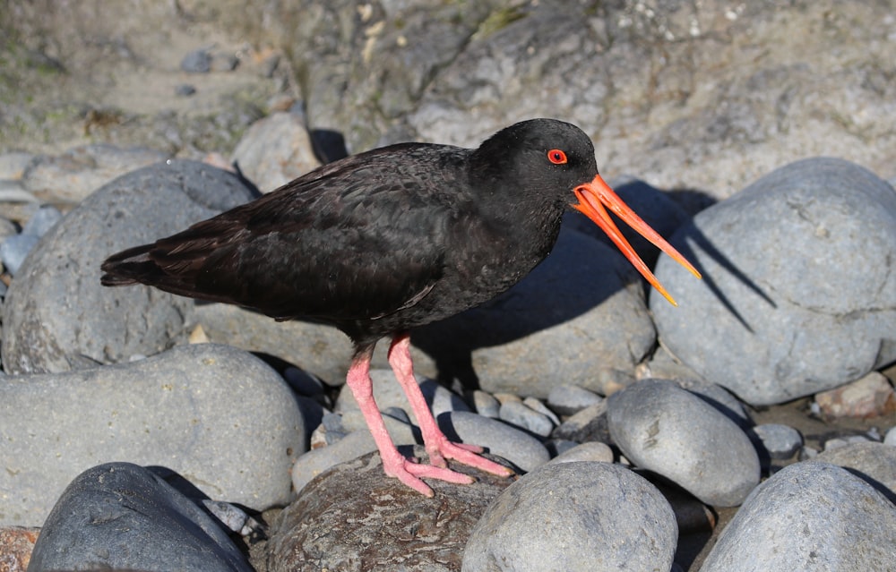 a black bird with a long orange beak standing on rocks