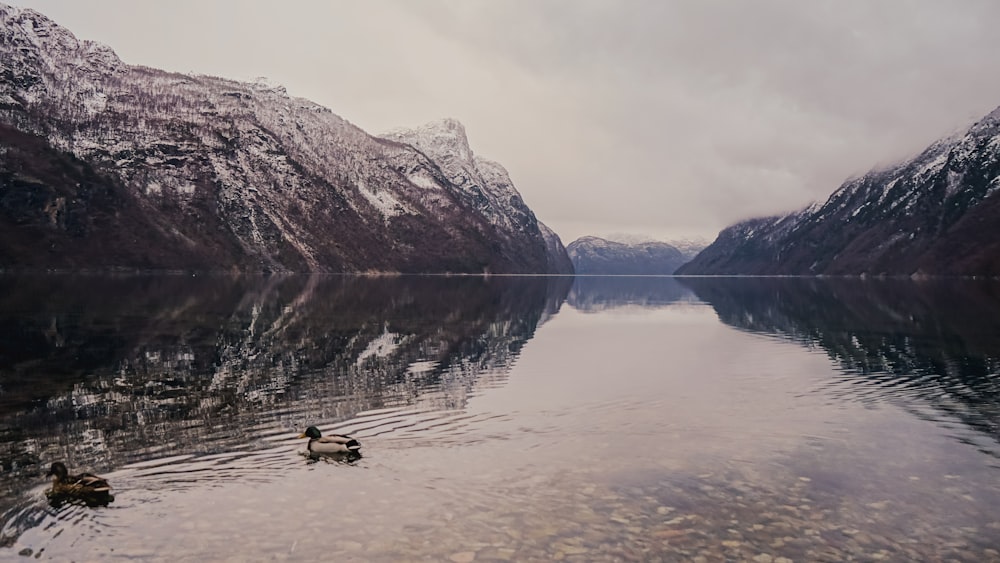 a couple of ducks floating on top of a lake