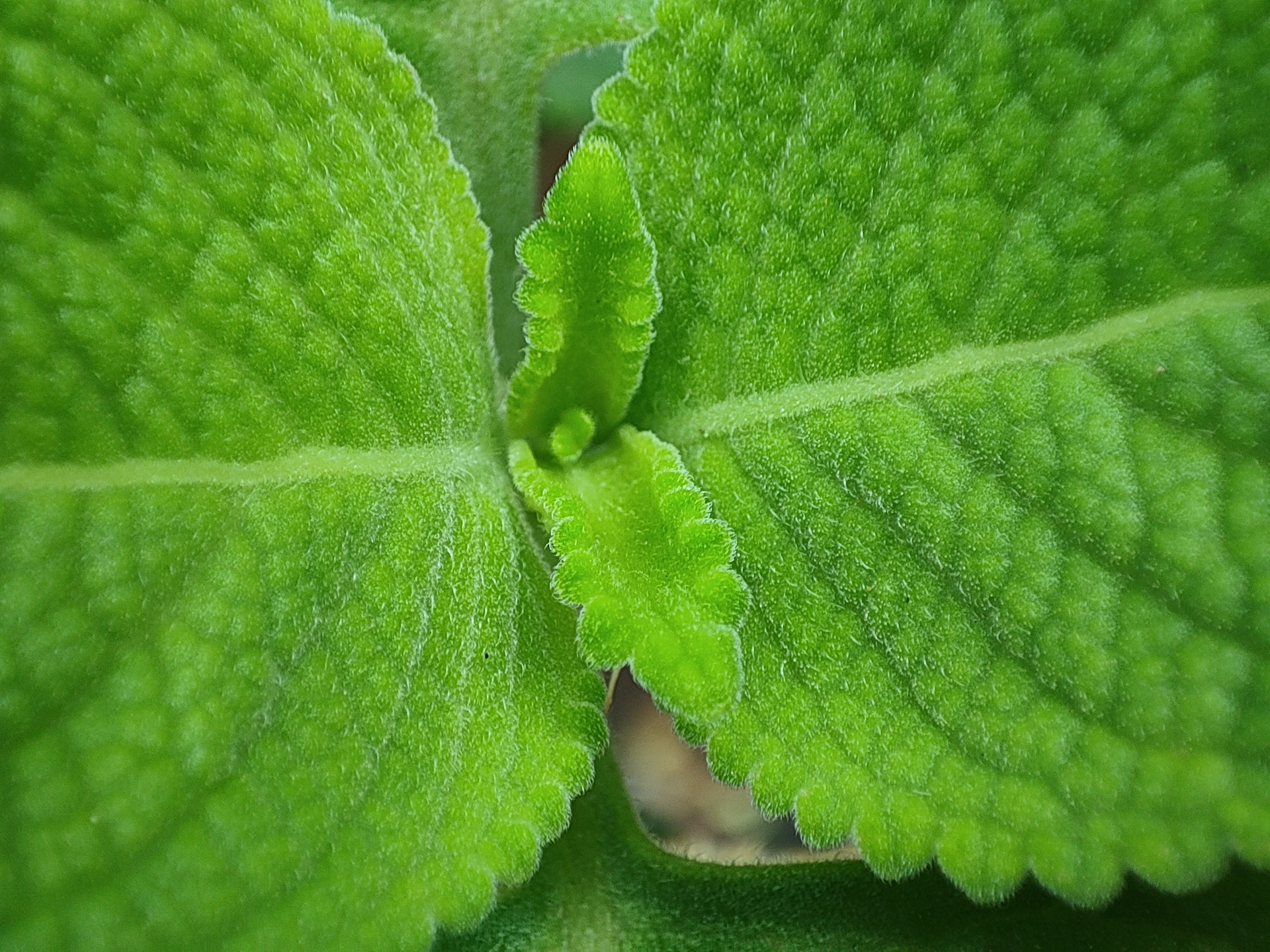 a close up of a green plant with leaves