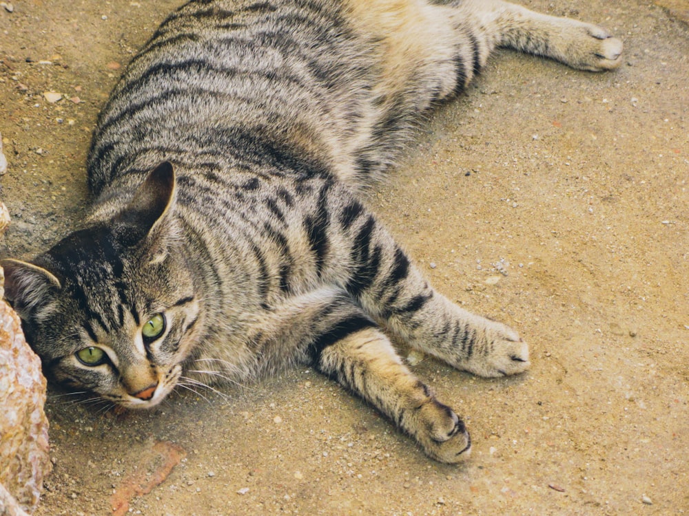 a cat laying on the ground next to a rock