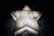A sleek 5-star icon with a subtle glow, symbolizing top-quality service.