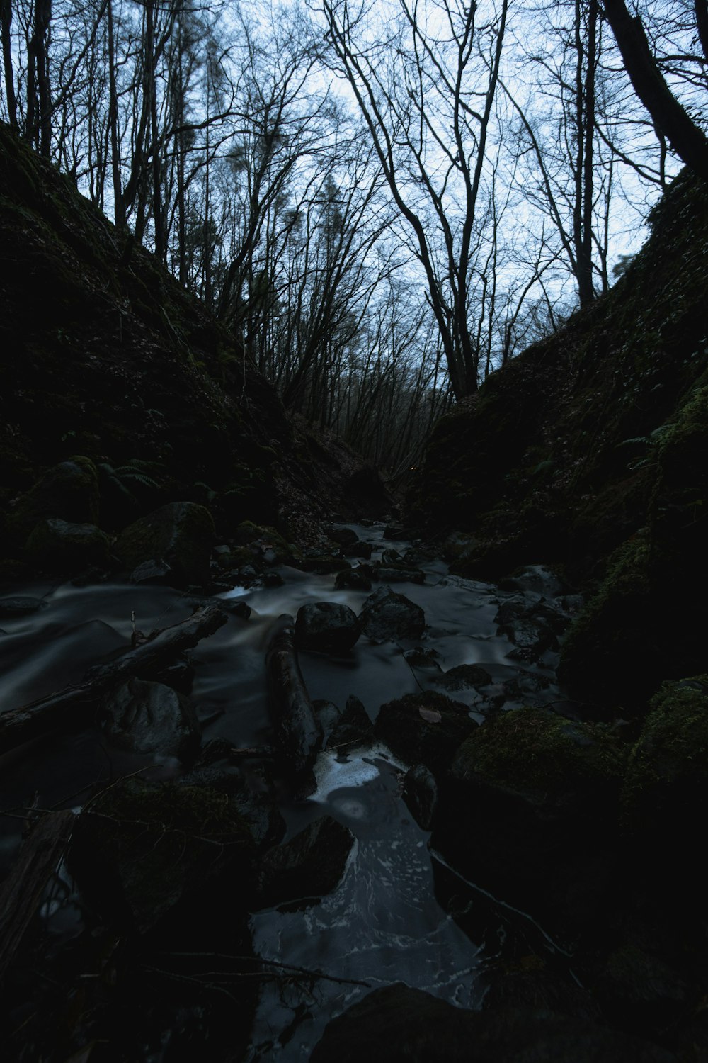 a stream running through a forest filled with lots of trees