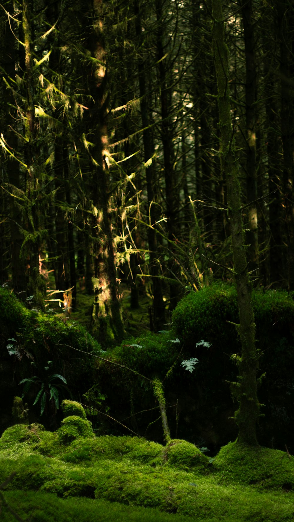 una foresta piena di molti alberi ricoperti di muschio verde