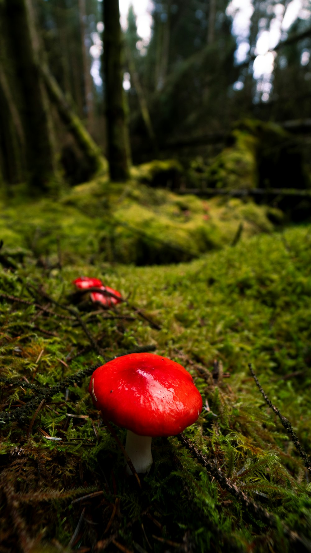 a red mushroom sitting on top of a lush green forest