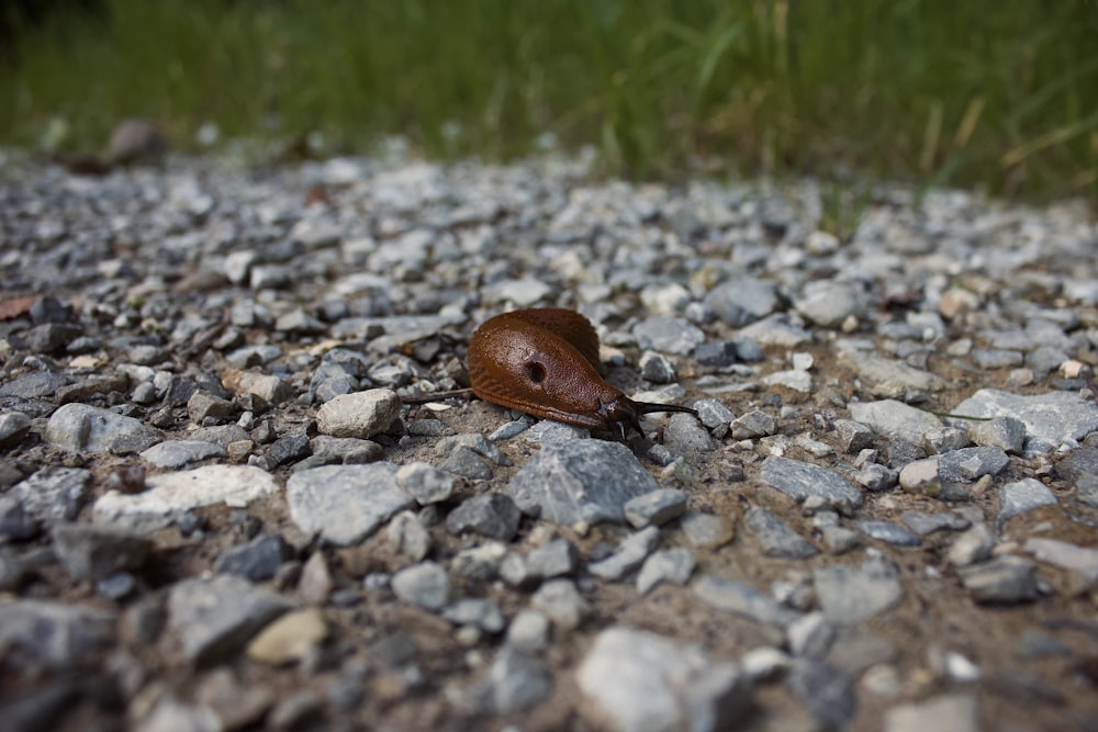a snail crawling on a gravel road