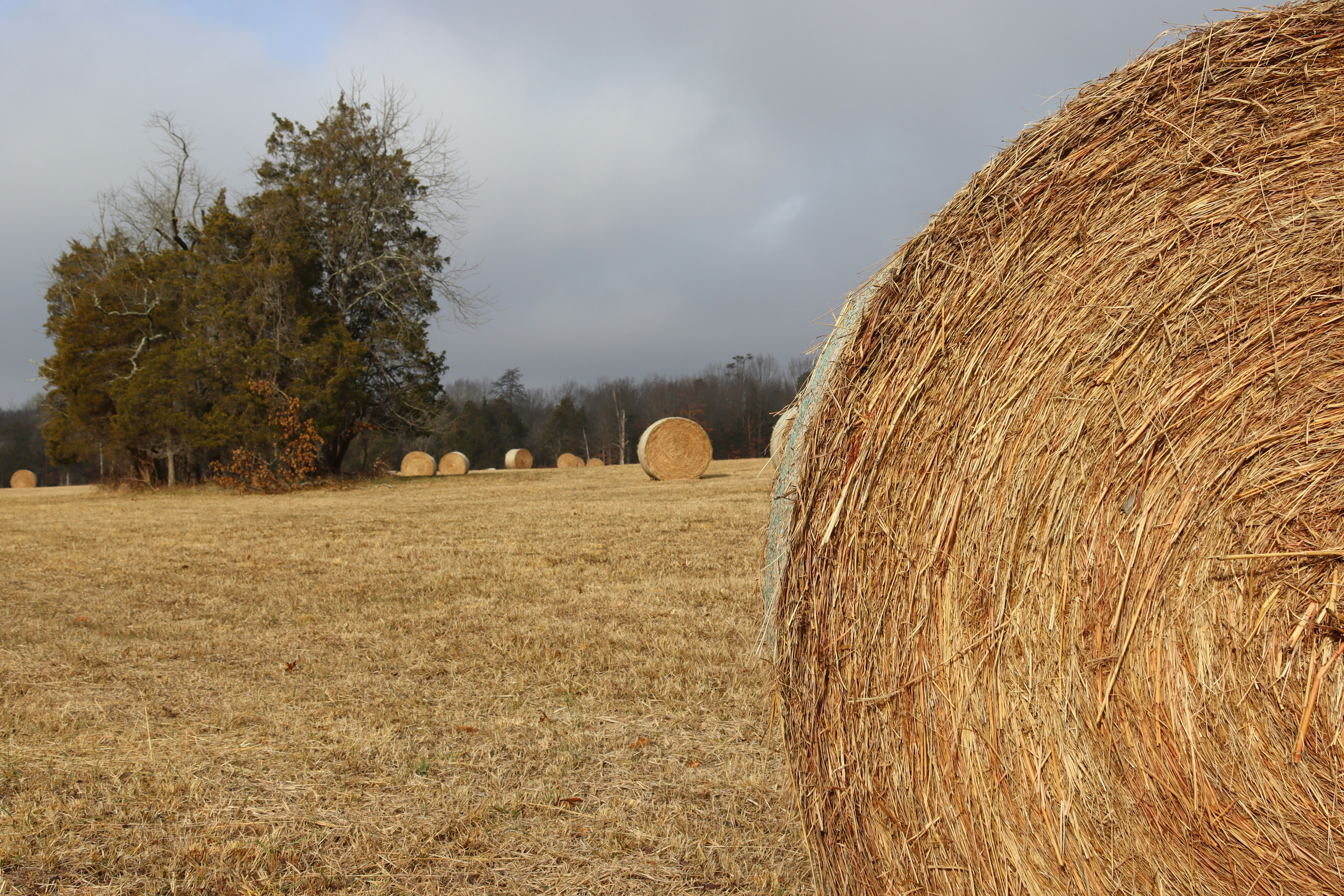 hay bales in a field with trees in the background
