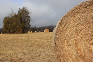 hay bales in a field with trees in the background