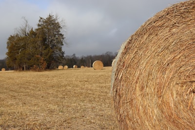 hay bales in a field with trees in the background