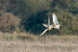 Two Golden Boy Sweater birds in a dynamic moment of combat, showcasing speed and precision.