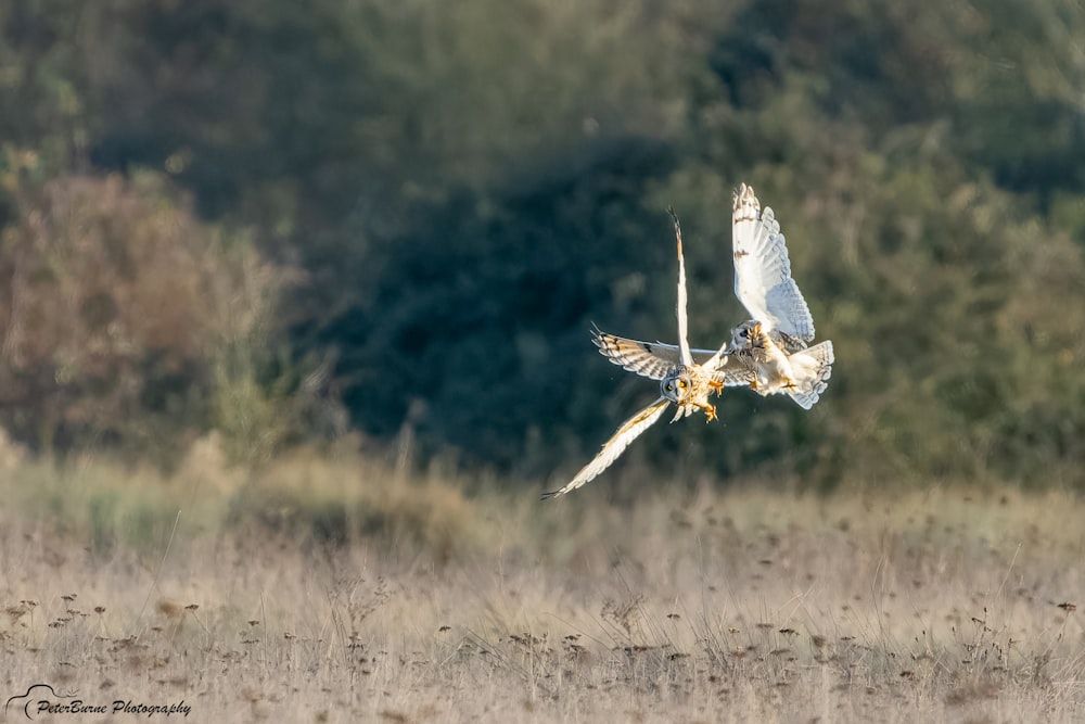 a large white bird flying over a dry grass field