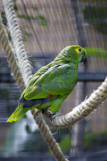 A vibrant green parrot with yellow and red accents perched on a thick rope inside an enclosure. The background consists of blurred greenery and mesh wire, indicating a zoo or aviary setting.