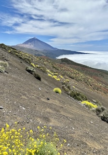 Close-up of volcanic rocks and wildflowers with Mount Etna's peak in the background.