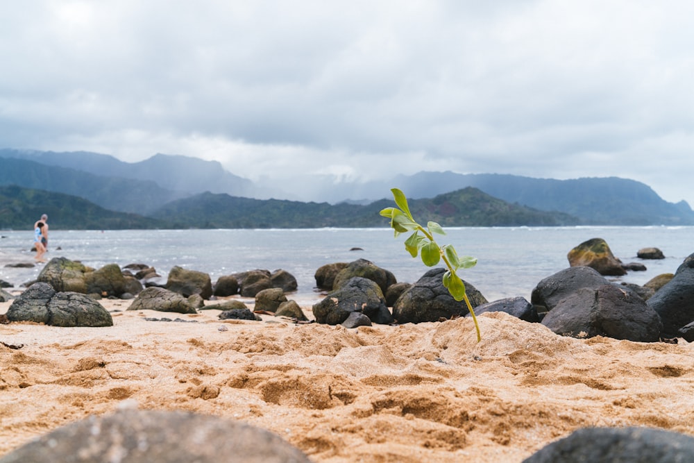 Une plante pousse dans le sable d’une plage