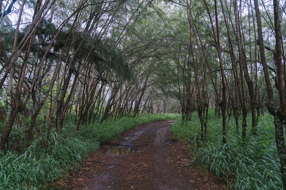 una strada sterrata circondata da alberi ed erba