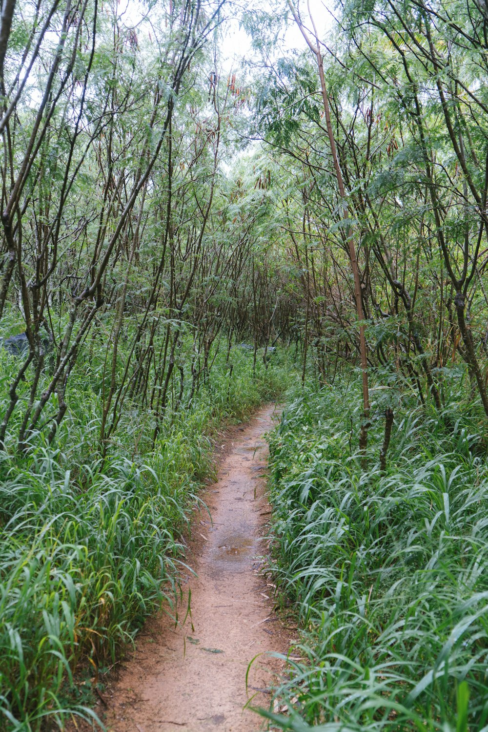 a path in the middle of a lush green forest