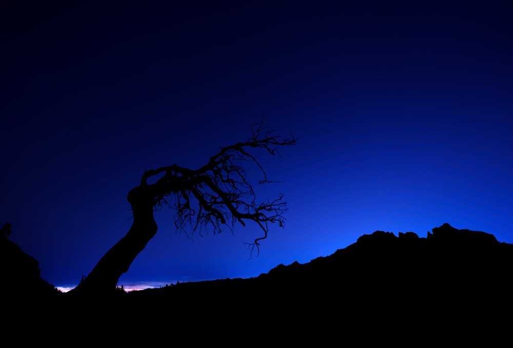 a silhouette of a tree against a blue sky