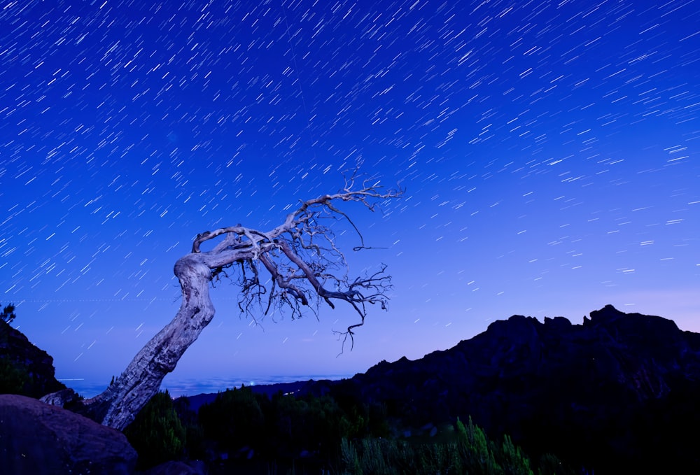 a tree that is standing in the grass