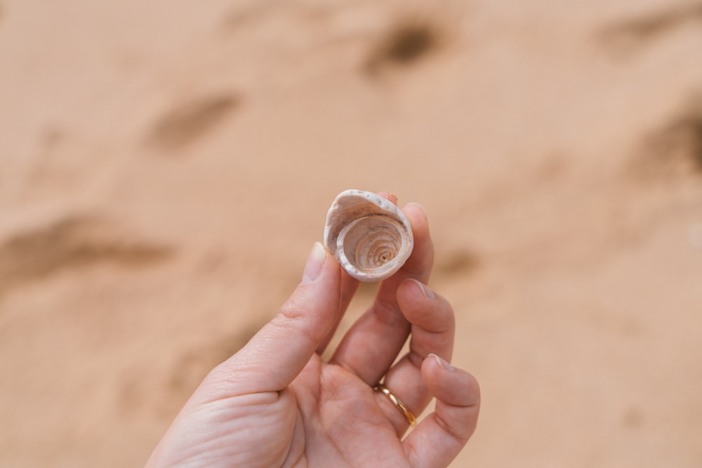 a person holding a small shell in their hand