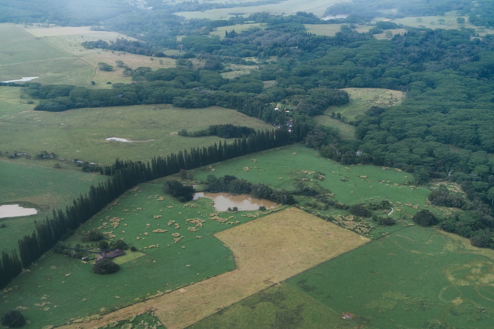 Una vista aérea de un campo verde con árboles