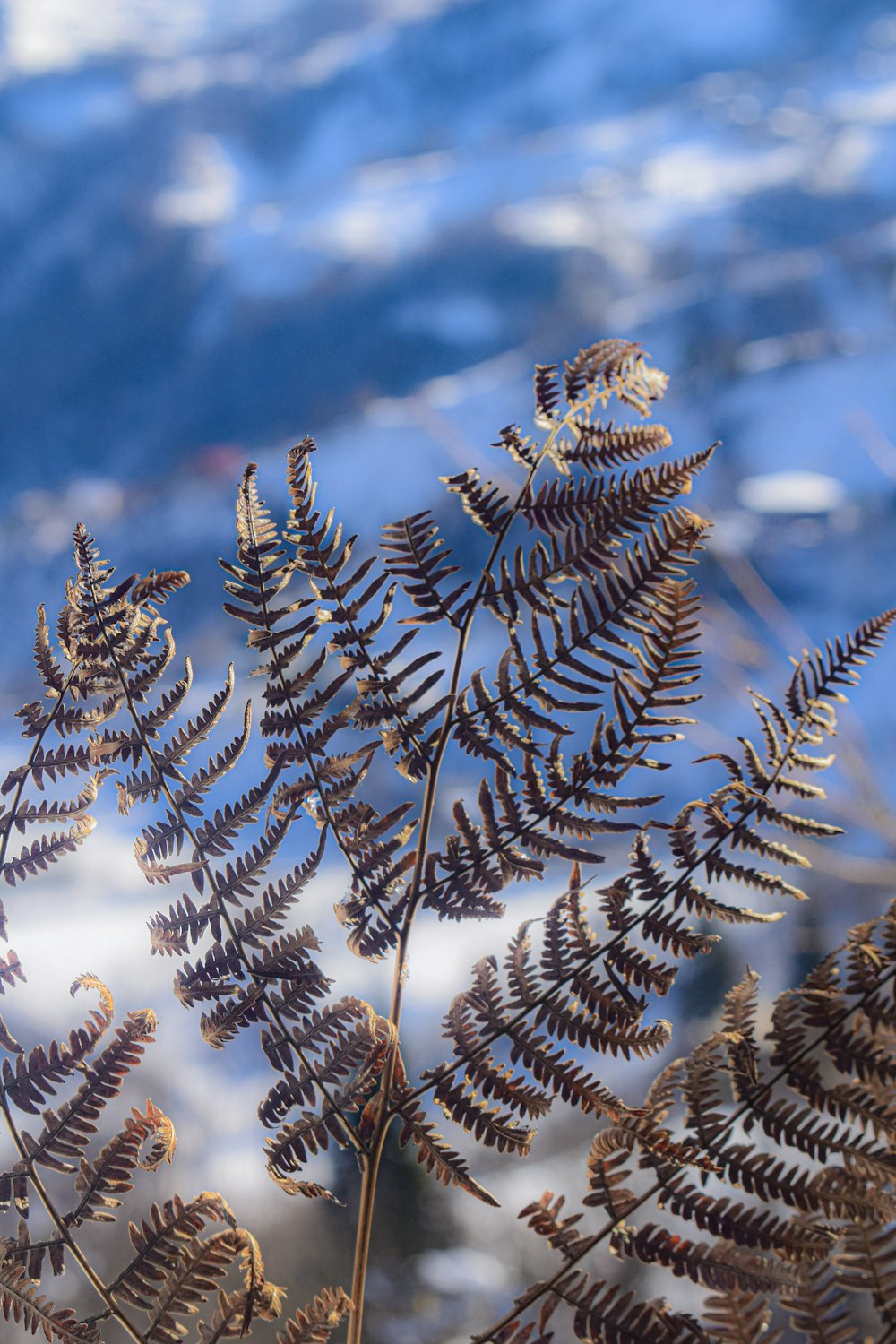 a close up of a plant with snow in the background