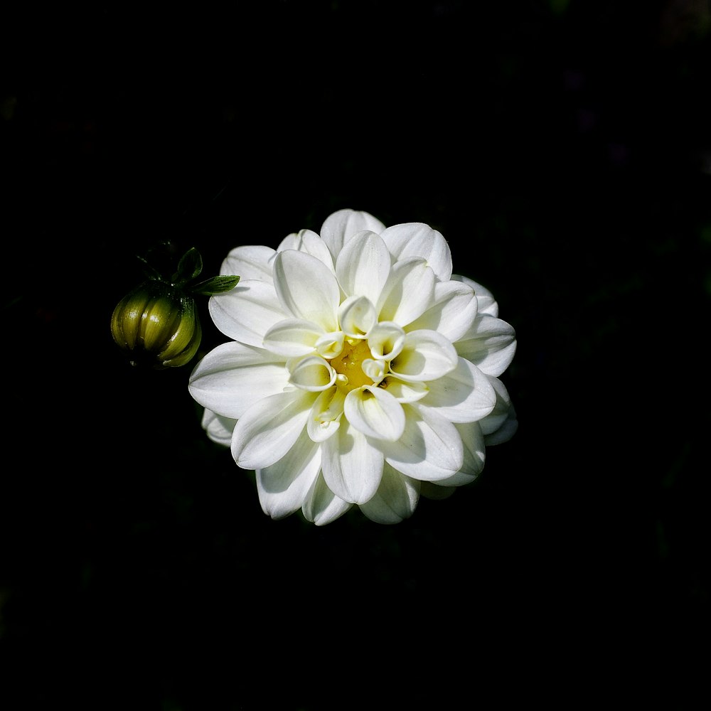 a large white flower sitting on top of a black surface