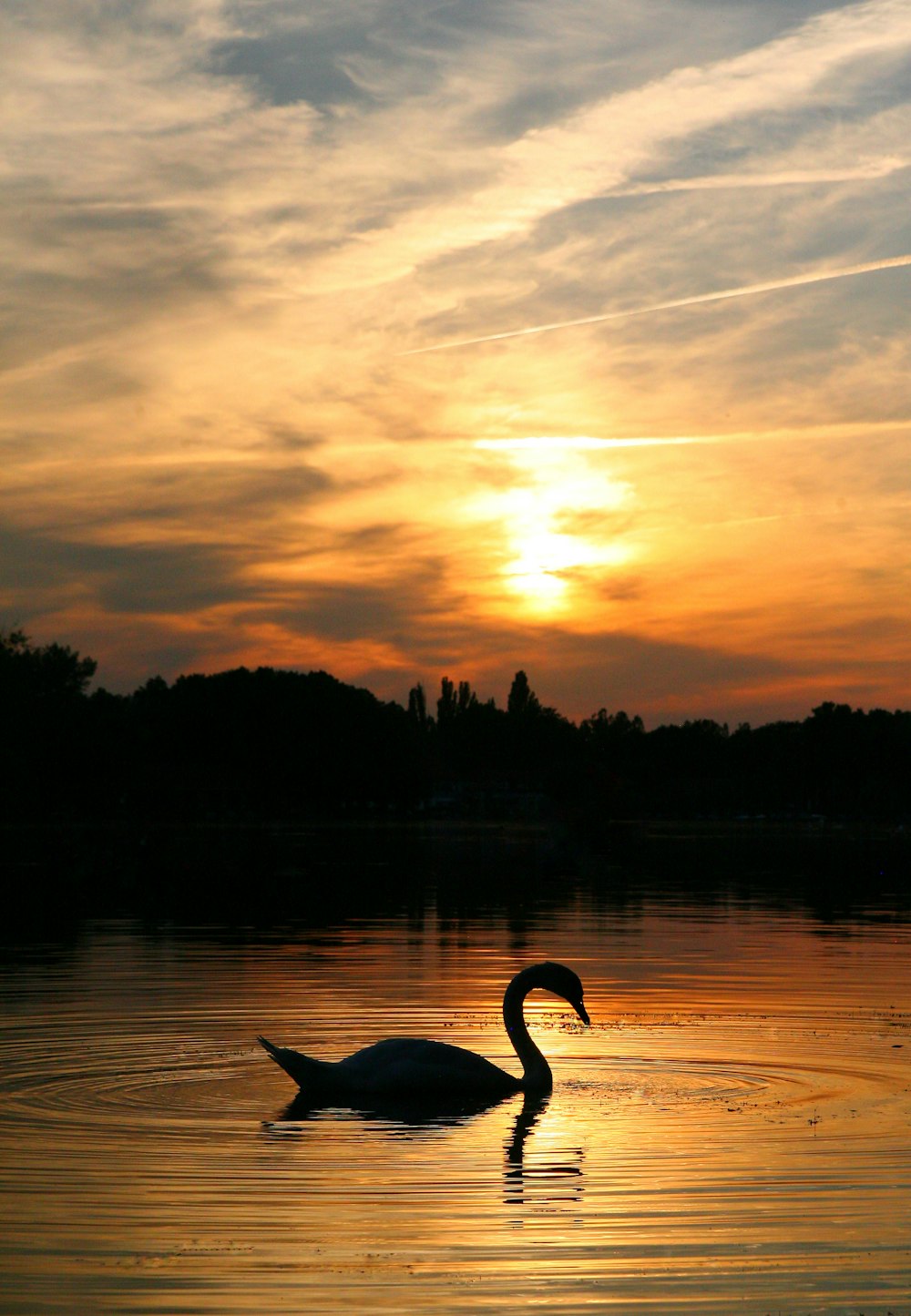 a swan is swimming in the water at sunset