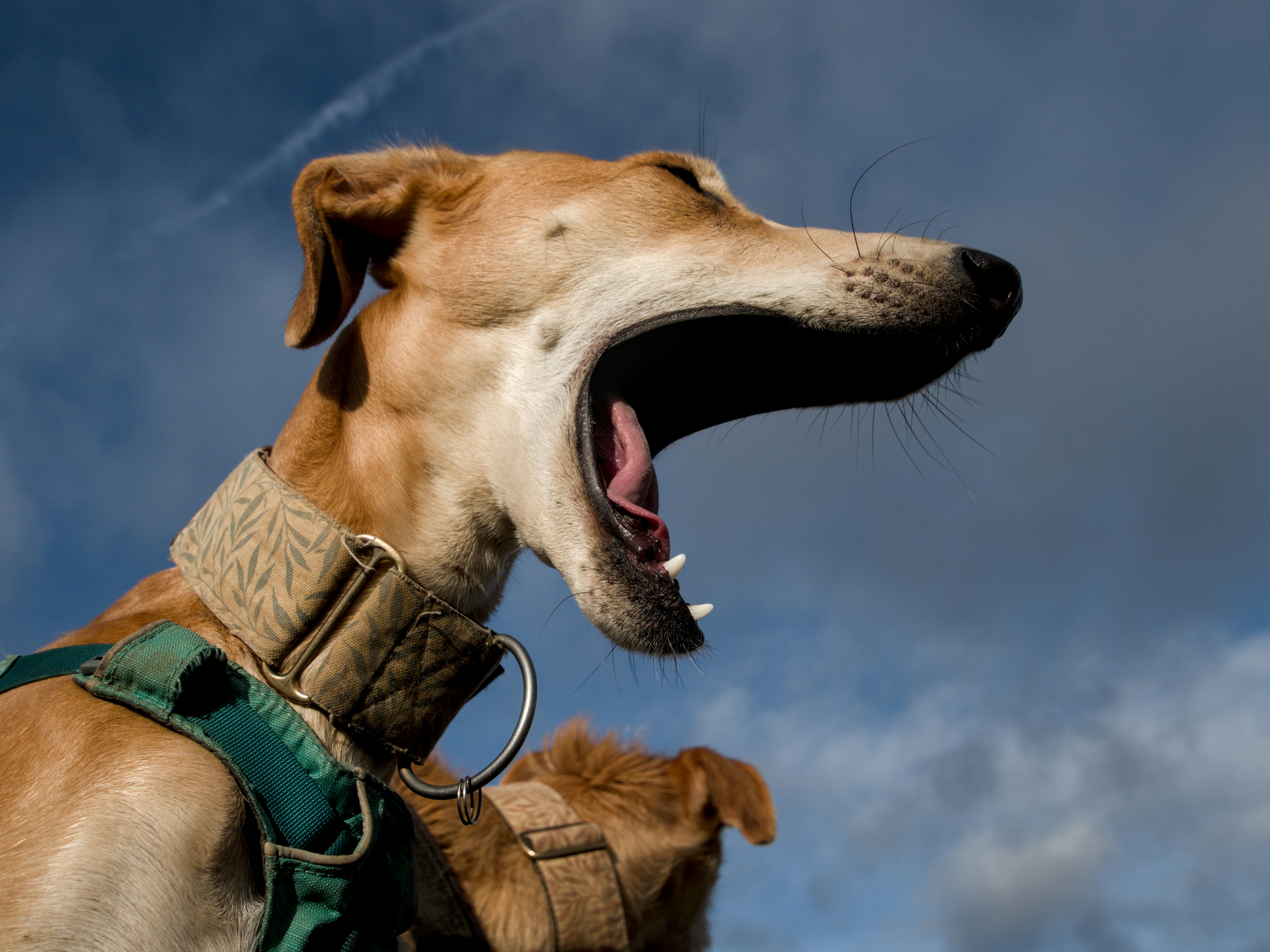Un perro con la boca abierta y la boca abierta de par en par